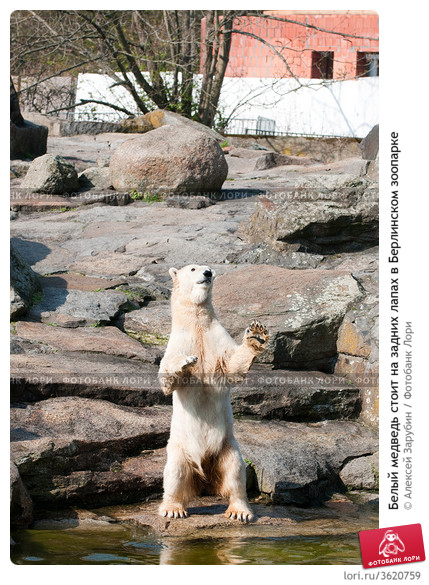 1Belyi-medved-stoit-na-zadnih-lapah-v-berlinskom-zooparke-0003620759-preview.jpg