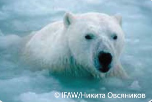 Никита Овсяников медведь.jpg