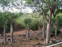 265px-Pachypodium lamerei var. ramosum - Koko Crater Botanical Garden - IMG 2273.JPG