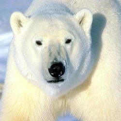 Пульян Алина. Белый медведь очень красивый.png