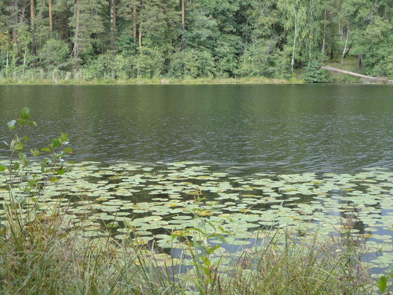 Вид озера Большое (Нижегородская область) .JPG