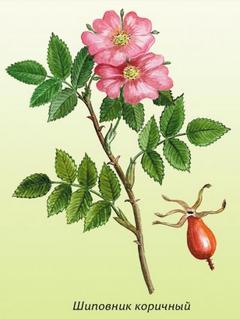 Rosa cinnamomea.jpg