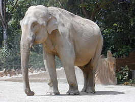 Азиатский слон.JPG
