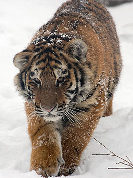 265px-Amur Tiger Panthera tigris altaica Cub Walking 1500px.jpg