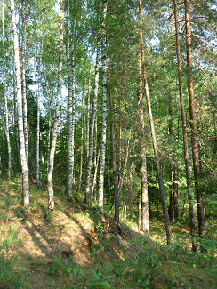 Лес. Пустынский заказник