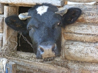 Корова Юля.jpg
