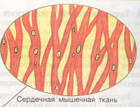 Рисунок сердечная ткань