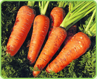 Carrot видимская сош.jpg