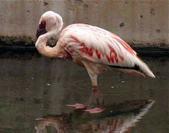 An flamingo.jpg