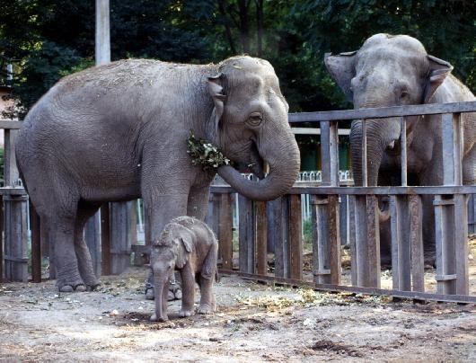 Слоны в зоопарке