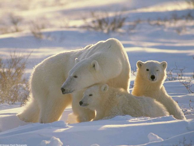 Семья белых медведей.jpg