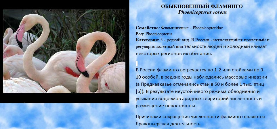 Фламинго обыкновенный.jpg