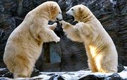 Белые медведи играют в зоопарке Праги..jpg