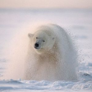 Белый медведь стряхивает снег в Национальном заповеднике Арктики на Аляске, США.jpg