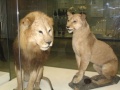 Львы музей.jpg