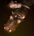 Бегемоты в воде.jpg