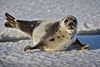 Гренландский тюлень.jpg
