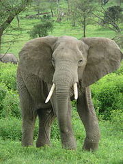Африканский слон.jpg