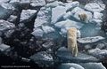 Белая медведица прыгает с льдины.jpg