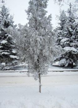 Туя в снегу на улице Горького поселка Шолоховского Пилигримы.jpg