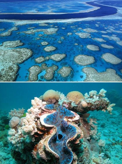 Great Barrier Reef Искатели сокровищ России.jpg