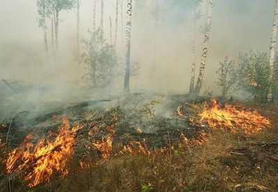 Лесной пожар,школа №3,Лысково.jpg