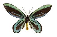 Бабочка Александра самец.jpg