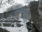 Белый медведь в Пражском зоопарке.JPG