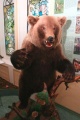 Музей природы города Мурома Медведь.jpg