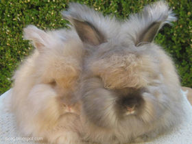 Ангорские кролики.jpg