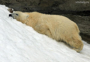 Влюбленный медведь из красноярского зоопарка.jpg