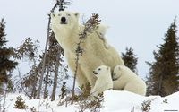 Белая медведица с медвежатами 2.jpg