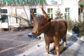 Памятник в Иркутске корове1.jpg