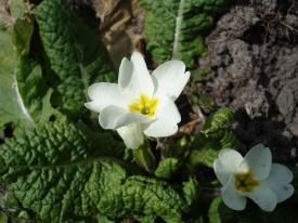 Primula