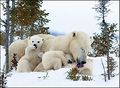 Белый медведь Иванжина 1.jpg