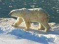 Белый медведь В Арктике.jpg