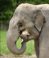 Слон ест солому