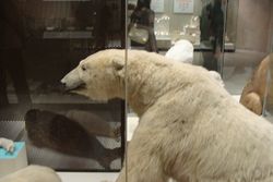 Белый медведь Дарвиновский музей.JPG