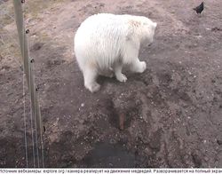 Медведь в харбинском зоопарке.jpg